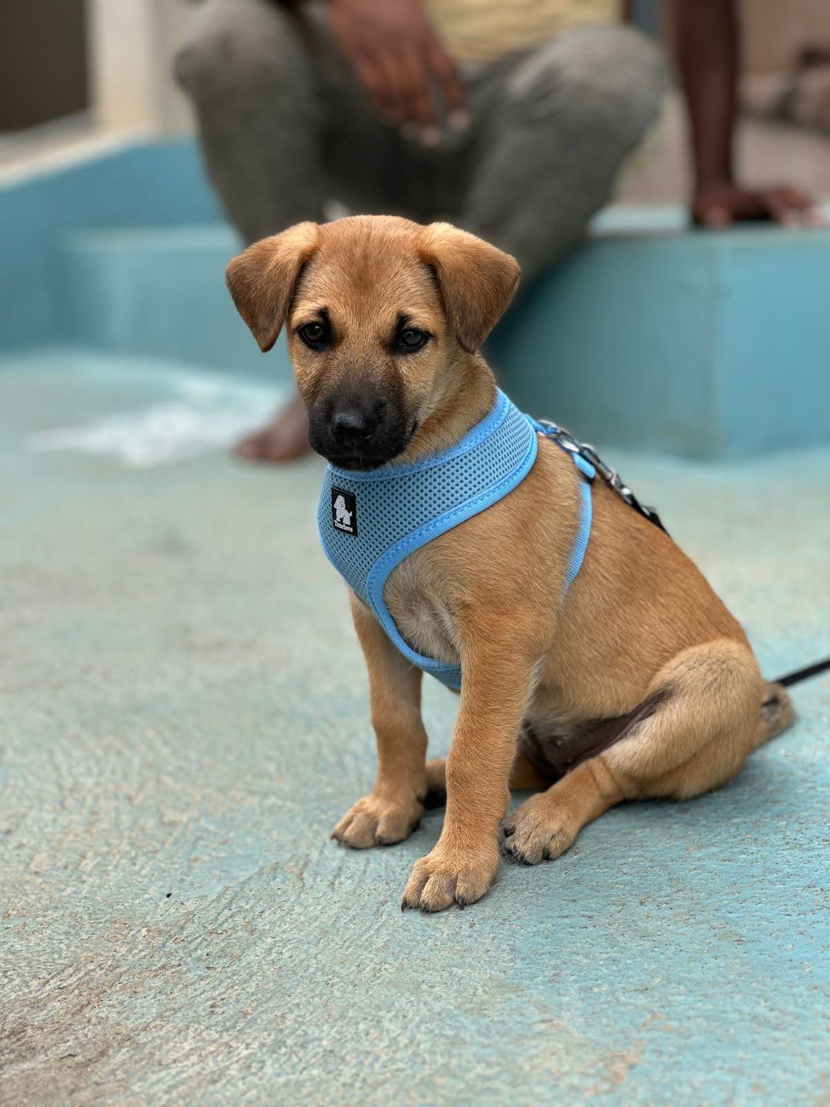 An Indie dog in training