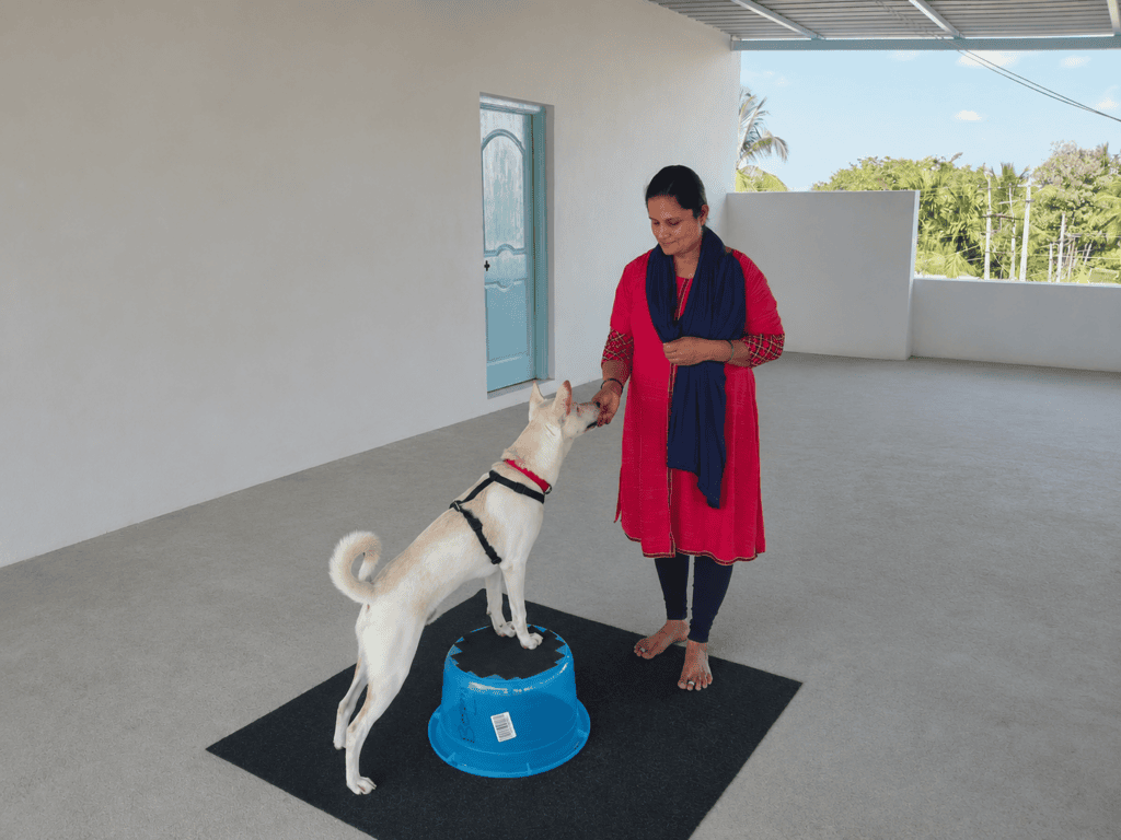 6 How are assistance dogs trained