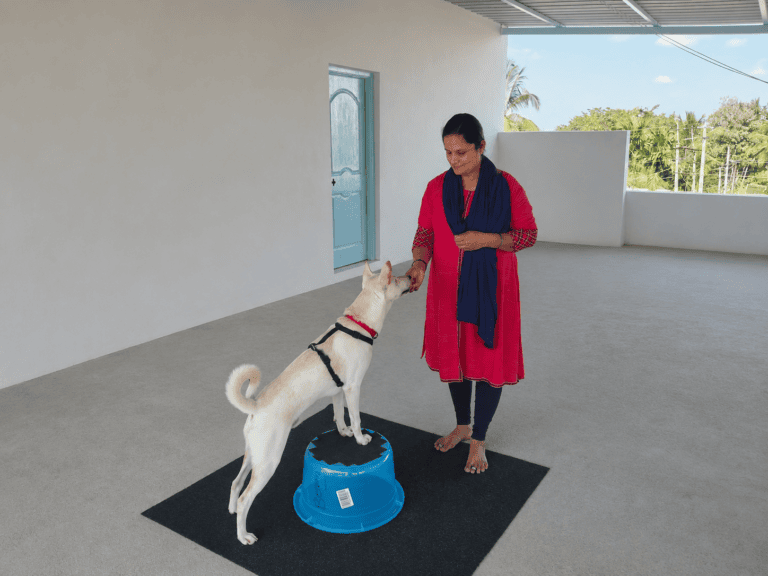 6 How are assistance dogs trained