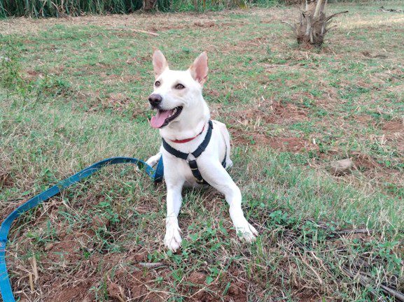 The dogs of Cohort 1