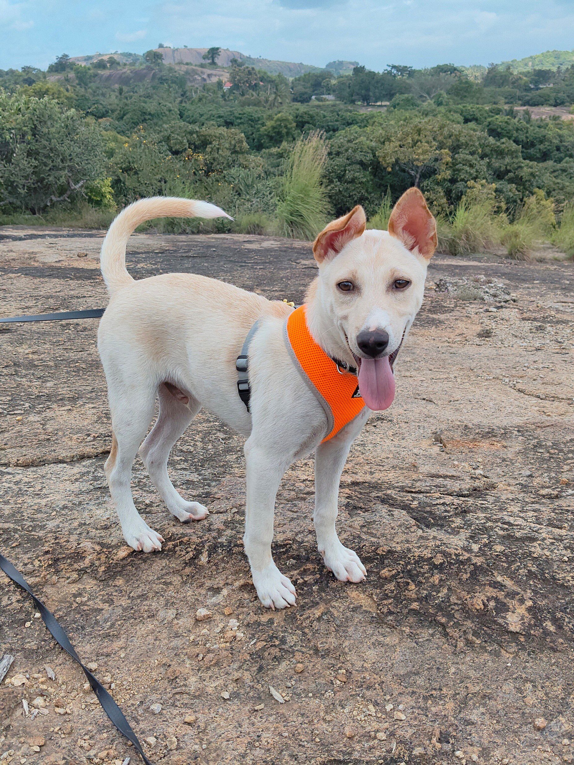 Ádi - HeartDogs' first dog