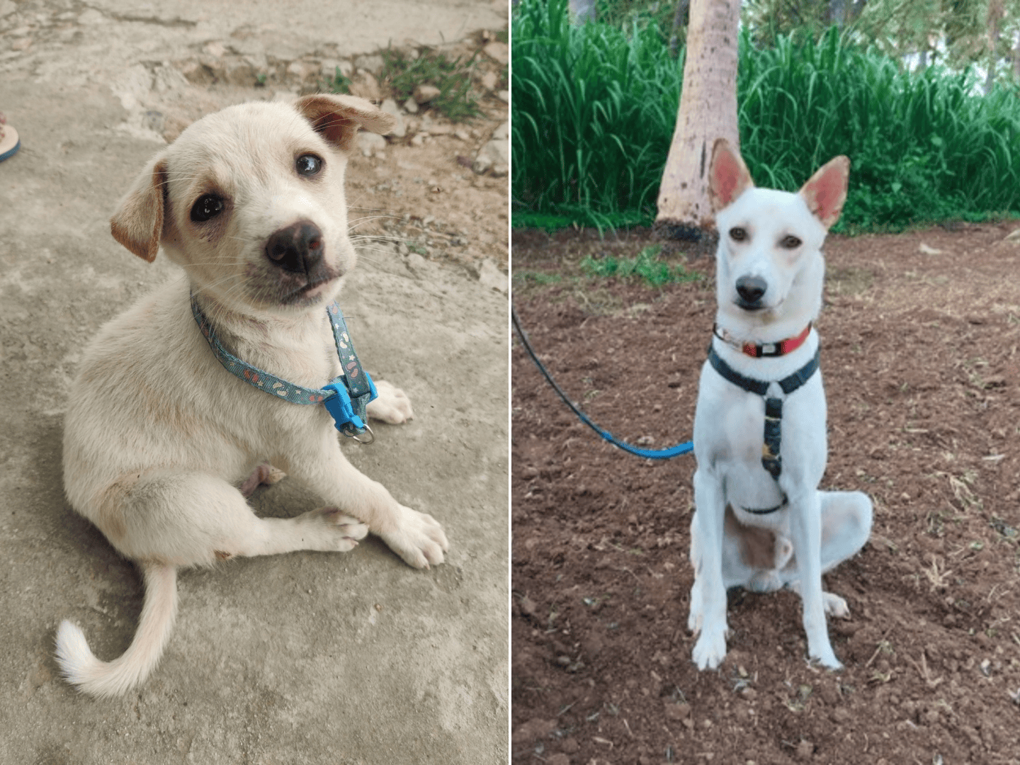 Ádi as a puppy