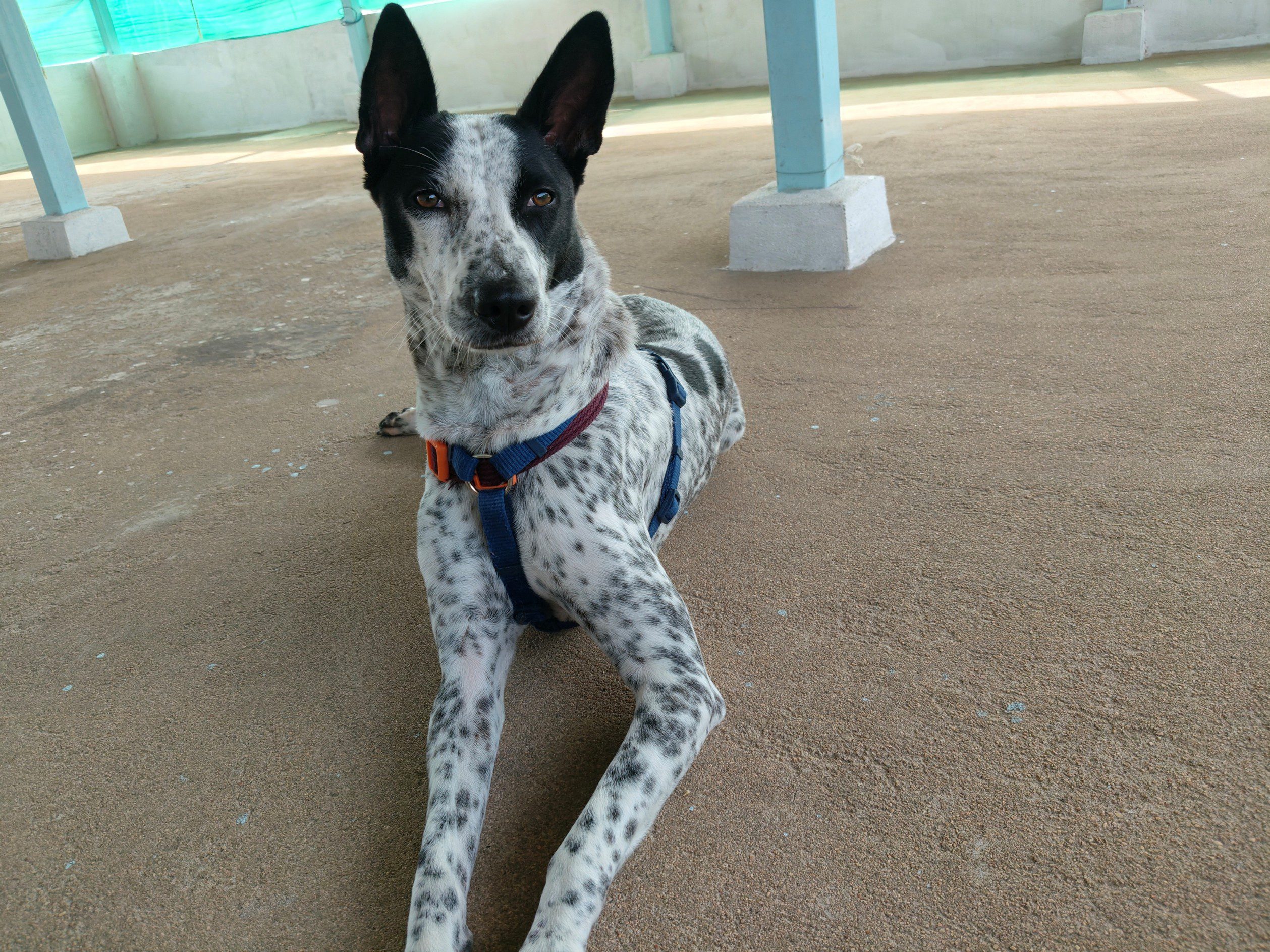 Hana