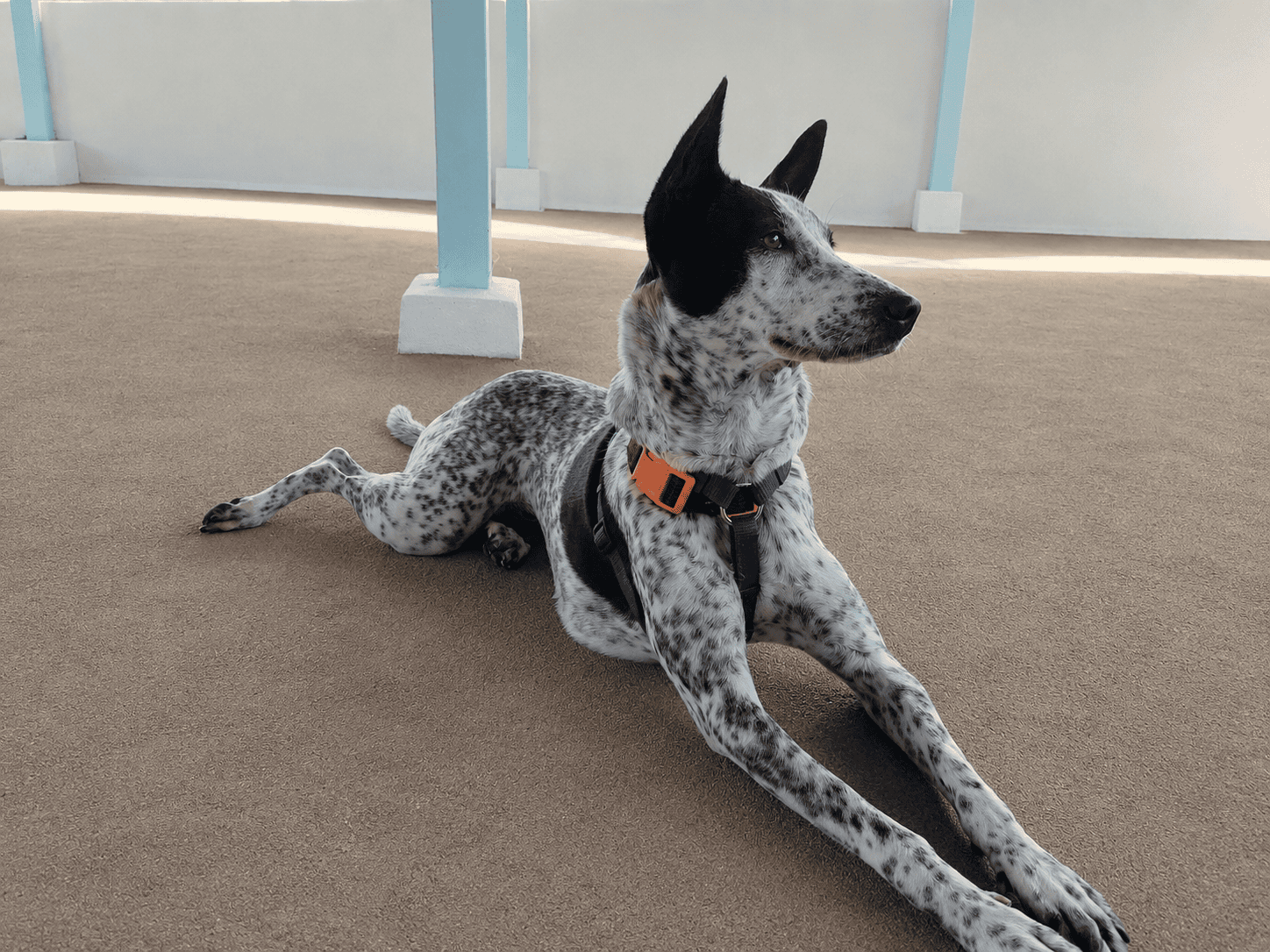 Hana - HeartDogs' trouble maker