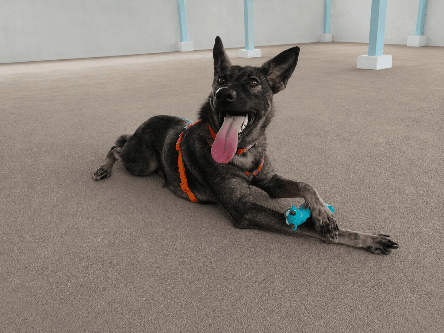 Zuri - HeartDogs dog
