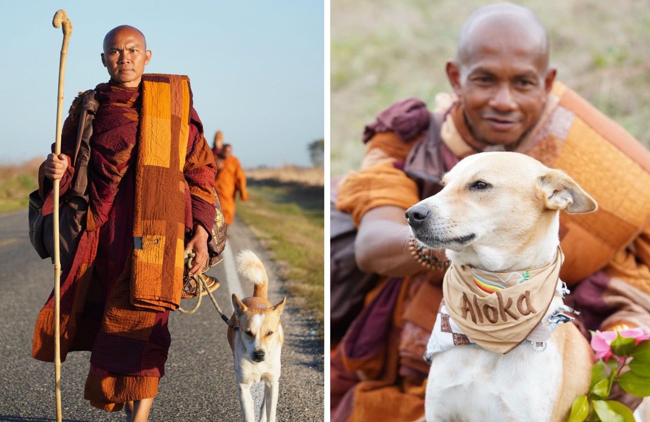 Aloka the Peace Dog