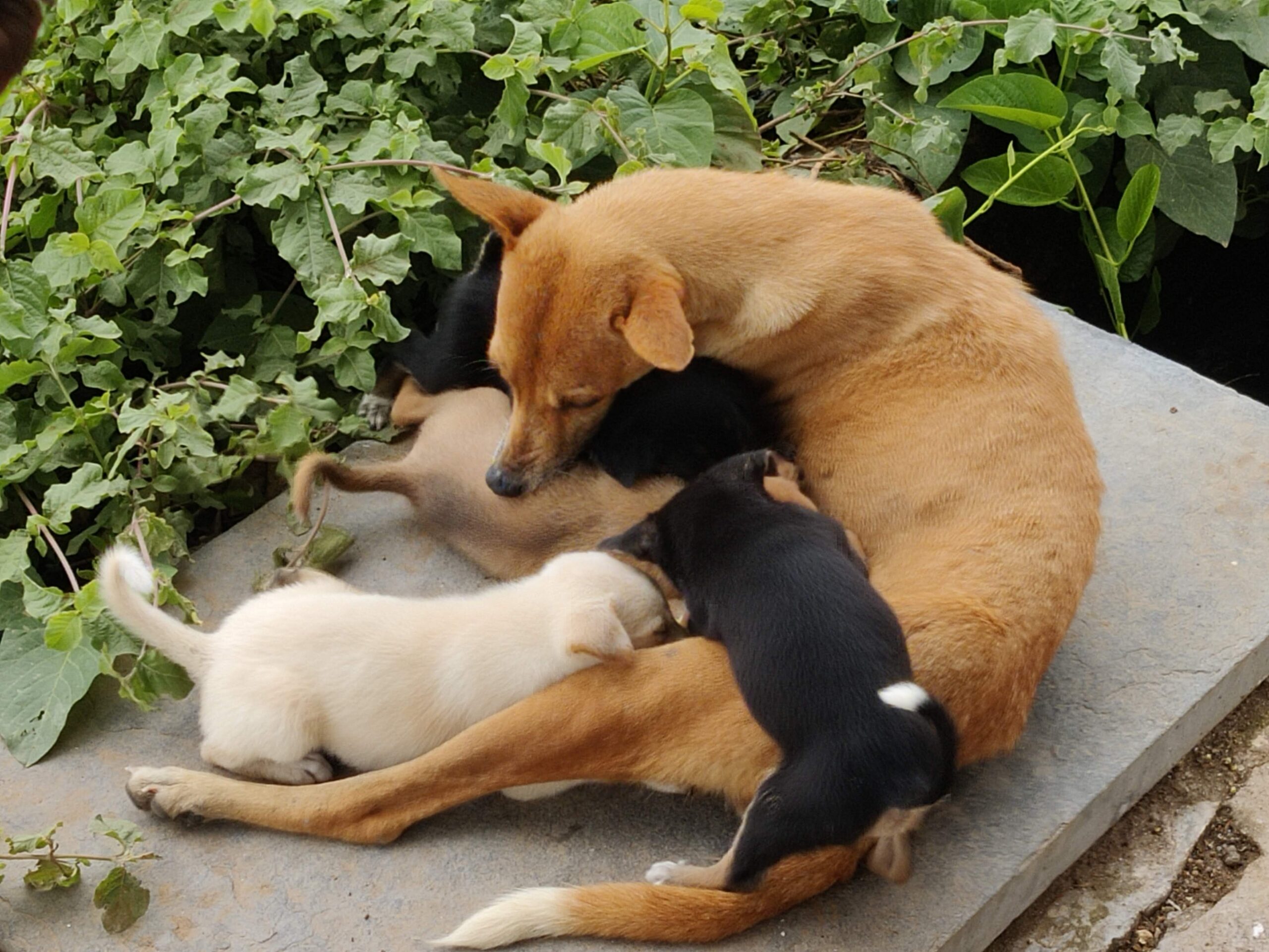dogs rescue 1a