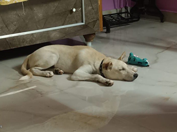Ádi settling into his foster home