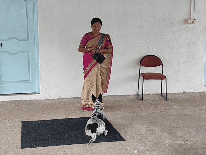 64 Cost Of Assistance Dog India